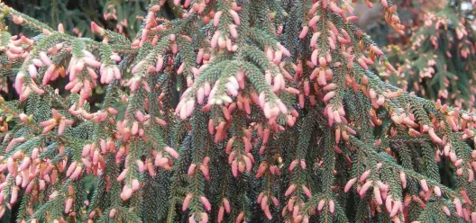  ?? ?? The showy, long purple cones of an Oriental spruce tree turn brown when they mature.