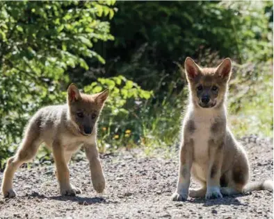  ?? FOTO: TERJE HÅHEIM ?? I Oslo tingrett er det svaert ulike syn på hvor mange ulver vi bør ha på Østlandet. Disse to ble fotografer­t i Elverum kommune i sommer.