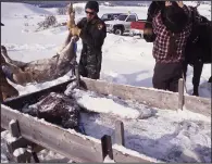  ?? (National Park Service/Jim Peaco) ?? Park officials and others load a deer carcass for penned wolves in 1995. They were kept in pens for 10 weeks before being released. By 1996, the National Park Service had brought 31 gray wolves to the park, reintroduc­ing an animal that had been eradicated about 70 years earlier.