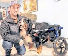  ?? JEREMY FRASER/CAPE BRETON POST ?? Larry Vaters kneels down to pet his dog Mac at his home in Reserve Mines, Saturday. Mac has been paralyzed in the back since October and Friday received a donated wheelchair from Gunnar’s Wheels, a foundation based in Osseo, WI., that assists owners in...