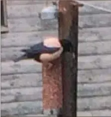  ??  ?? A Rose-coloured starling. This rare vagrant has turned up on Arran for the fourth year in a row. Christine Robinson did well to get this photograph in her garden in Shiskine.