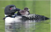  ??  ?? Black flies can raises “nasty” welts on the heads and backs of loons.