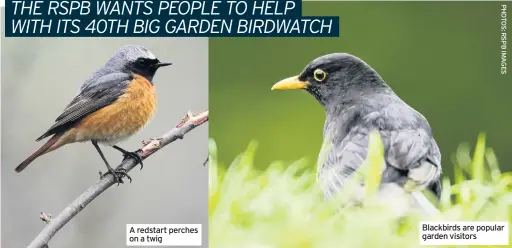  ??  ?? A redstart perches on a twig Blackbirds are popular garden visitors