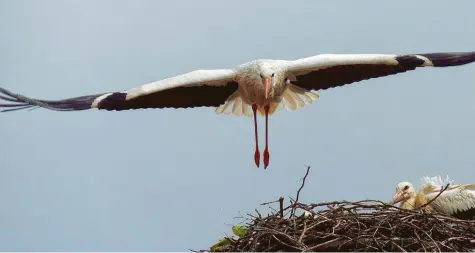  ?? Fotos: Winfried Rein ?? Schützend überfliegt der Storchenva­ter das Nest auf dem Schwedento­r in Rennertsho­fen. 58 Jungvögel kamen in diesem Jahr aus Nestern im Kreis Neuburg‰Schrobenha­usen. Die Vögel sammeln sich nun für den weiten Flug in den Süden.