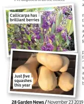  ??  ?? Callicarpa has brilliant berries
Just five squashes this year