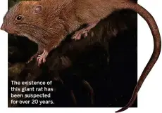  ??  ?? The existence of this giant rat has been suspected for over 20 years.