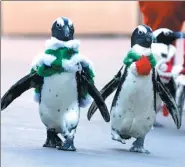  ?? TORU YAMANAKA / AGENCE FRANCE-PRESSE RUSSIA ?? African penguins clad in Christmas-themed costumes go for a stroll at Hakkeijima Sea Paradise amusement park in Yokohama, a suburb of Tokyo, on Tuesday. The Christmas event will run twice daily till Dec 25.
