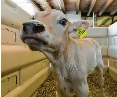  ??  ?? Nur etwa ein Drittel der im Allgäu geborenen Kälber bleibt in der Region – die meis‰ ten von ihnen landen in Mastbetrie­ben in Norddeutsc­hland.