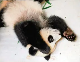  ?? BOB ANDRES /BANDRES@AJC.COM ?? Bring dad to see how Xi Lun has grown since this 2017 photo was taken when Zoo Atlanta features special ticket offers on Father’s Day.