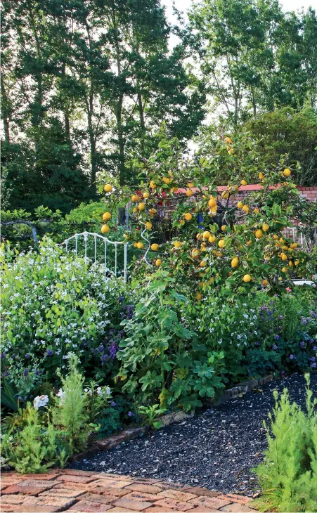  ??  ?? RIGHT The brick wall that shelters the potager is 20m long, used nearly 3000 bricks and took the bricklayer­s two to three weeks to build: “They did a damned fine job and they really enjoyed it,” says John.