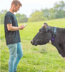  ?? ?? Halter founder and chief executive Craig Piggott demonstrat­es his company's smart collar on a farm in Waikato.