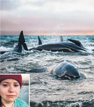  ?? PHOTOS: YOUNGADVEN­TURESS/INSTRAGRAM ?? Blogger’s desperatio­n . . . Some of the whales which stranded at Stewart Island. Inset: Liz Carlson, of Wanaka.