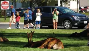  ??  ?? Tourists watch elk in August outside Mammoth Hot Springs Hotel.