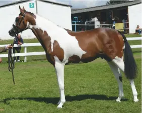  ??  ?? Martin Wood’s two-year-old Sereno wins the in-hand coloured title