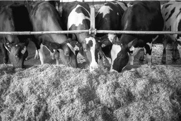  ??  ?? Above left, Gartman walks around in the milking parlour on his family farm. The dairy industry, like much of agricultur­e, has never been predictabl­e. • The Gartmans keep a herd of 120 Holsteins on their family farm in Sheboygan, Wisconsin. —...