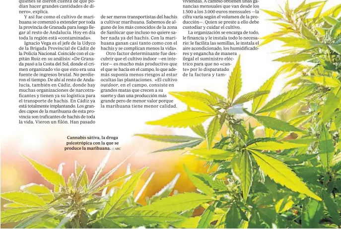  ?? // ABC ?? Cannabis sátiva, la droga psicotrópi­ca con la que se produce la marihuana.