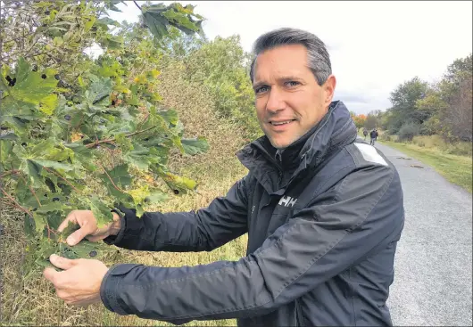  ?? DAVID MAHER/THE TELEGRAM ?? St. John’s municipal arborist Brian Mercer says a decrease in dogberries and a perceived increase intar spots on maple tree leaves are no cause for alarm.