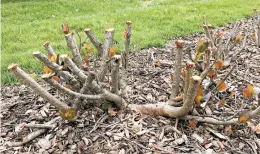  ?? MORTON ARBORETUM ?? Rejuvenati­on pruning looks extreme, but it can give new life to an older, overgrown shrub.