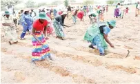  ?? ?? Women plant maize du ring First Lady Dr AuxilliaMn­angagwa’ s second Agric4She programme in Zhombe yesterday