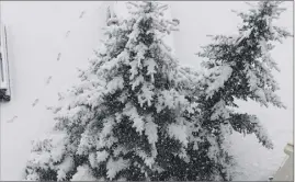  ?? (Photo Maguy Belia) ?? Une charge de neige importante s’est déposée sur les arbres à Isola.