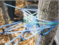  ?? Robert F. Bukaty / Associated Press file photo ?? In this March 2016 photo, undamaged gravity feed tubes deliver sap to a holding tank in Gorham, Maine. An abundant squirrel population is chomping on tubes and damaging them at some maple operations in the Northeast as the 2019 season gets off to a late start.