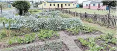  ?? Picture: TORI STOWE ?? GREEN GROWTH The Seven Day Adventist Creche and Church where one of 83 food gardens is thriving in Nolukhanyo, Bathurst.