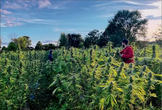  ?? Submitted by Claverack Farm LLC ?? Farmers cultivate hemp at Claverack Creek Farm in Columbia County during the 2021 season.