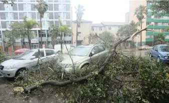  ?? PICTURE: DOCTOR NGCOBO ?? STORM STRUCK: Trees blown over by severe winds in Albert Park, Durban. The city was lashed by squalls yesterday. At least three people were reported to have died.