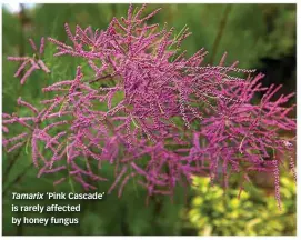  ??  ?? Tamarix ‘Pink Cascade’ is rarely affected by honey fungus