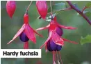  ?? ?? Hardy fuchsia