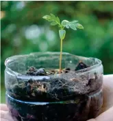  ??  ?? The bottom of a plastic bottle being upcycled to grow a seedling