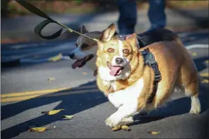  ?? ?? Two corgis race to the finish line during the Davis Turkey Trot dog job.