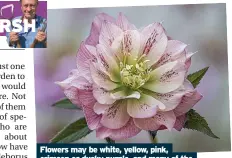  ?? ?? Flowers may be white, yellow, pink, crimson or dusky purple, and many of the lighter shades are spotted with crimson