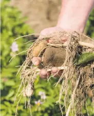  ??  ?? A young potato plant grows in Richland. Lamb Weston is trying to keep fries crispy longer.