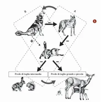  ??  ?? 5.
La complessa rete dei rapporti tra predatori e prede. A. Senza lupi, i coyote tendono a limitare le popolazion­i di volpi. B.
Con i lupi, sono limitati i coyote e favorite le volpi (fonte Taal L. e Wilmers C.C., Wolvescoyo­tes-foxes: a cascade among carnivores)
6.
Le relazioni tra i predatori sono un argomento quanto mai complesso e con risvolti talvolta impensabil­i. Il lupo e la volpe sono due carnivori per molti aspetti diversi e differente è il ruolo che le due specie giocano nell’ambiente naturale