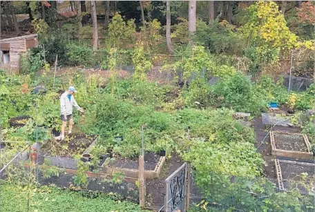 ?? Margaret Primack ?? BOSTON UNIVERSITY biology professor Richard Primack looks over his still-blooming garden last week in suburban Boston.