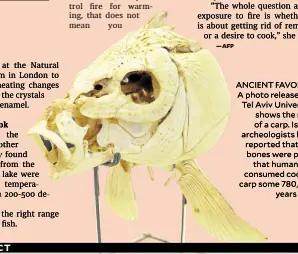  ?? ?? ANCIENT FAVORITE A photo released by Tel Aviv University shows the skull of a carp. Israeli archeologi­sts have reported that fish bones were proof that humankind consumed cooked carp some 780,000 years ago.