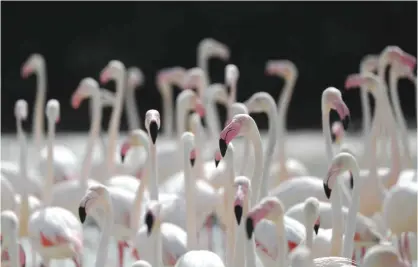  ??  ?? DUBAI: Pink flamingos stand in the water at the Ras al-Khor Wildlife Sanctuary on the outskirts of Dubai, in the United Arab Emirates.—AFP