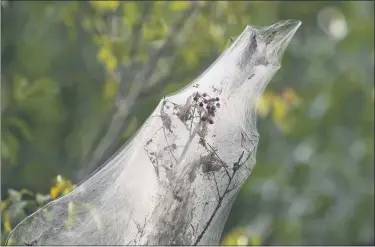  ??  ?? A fall webworm nest in Exeter Township Community Park poses little threat to the tree. Although the nests are unsightly, the webworms do little harm to trees. BEN HASTY — MEDIANEWS GROUP