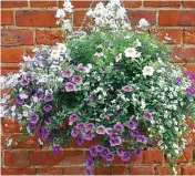  ??  ?? Hanging baskets are popular additions to the garden for autumn.