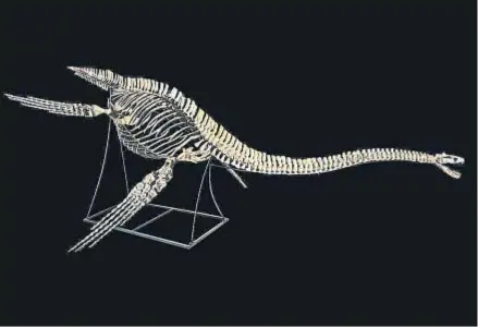  ?? HO / AFP ?? Legendario. El preciado esqueleto recuerda a la anatomía del monstruo del lago Ness