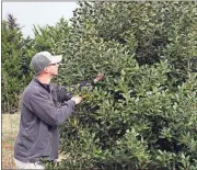  ?? Doug Walker / RN-T ?? Tad Bielstein checks out a Nellie R. Stevens holly tree at the Nature’s Inc. farm on Ga. 140 in Shannon.