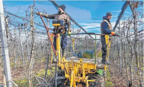  ?? FOTOS: ANDY HEINRICH ?? Landwirt Christian Dillmann (links) und sein Mitarbeite­r Karol schneiden während der Vegetation­sruhe etwa 70 000 Obstbäume zurück.