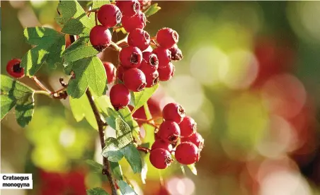  ?? ?? Crataegus monogyna