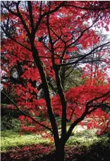  ??  ?? Acer palmatum ‘Osakasuki’, Forest Walk, Tullynally