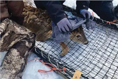  ?? The Associated Press ?? ■ A wildlife team covers a young buck’s head with a cloth to help calm it before testing the deer for the coronaviru­s and taking other biological samples on March 2 in Grand Portage, Minn. Scientists are concerned that the COVID-19 virus could evolve within animal population­s — potentiall­y spawning dangerous viral mutants that could jump back to people, spread among us and reignite what for now seems like a waning crisis.