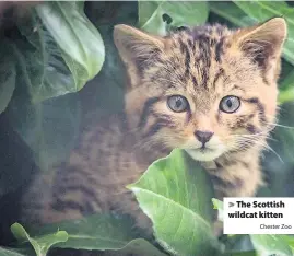  ?? Chester Zoo ?? The Scottish wildcat kitten