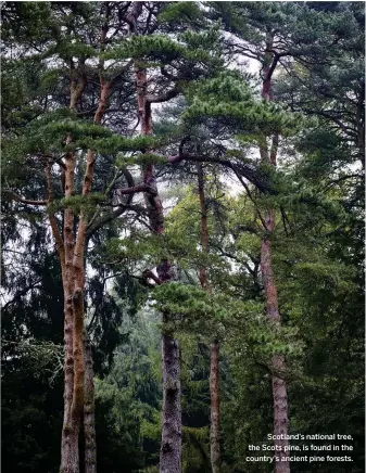  ??  ?? Scotland’s national tree, the Scots pine, is found in the country’s ancient pine forests.