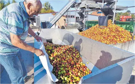  ?? FOTO: AXEL PRIES ?? Wieder eine Tüte mehr in der Schütte: Die Kelterei Wekenmann meldet Hochbetrie­b.