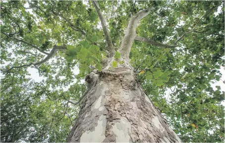  ?? PHOTOS: DAX MELMER ?? Bark collected from this 225-year-old sycamore tree, shown Monday in the 4200 block of Roseland Drive West, is being used to produce an all-natural medicine that works on the same receptors as Valium does. The active ingredient in the bark is betulinic acid.